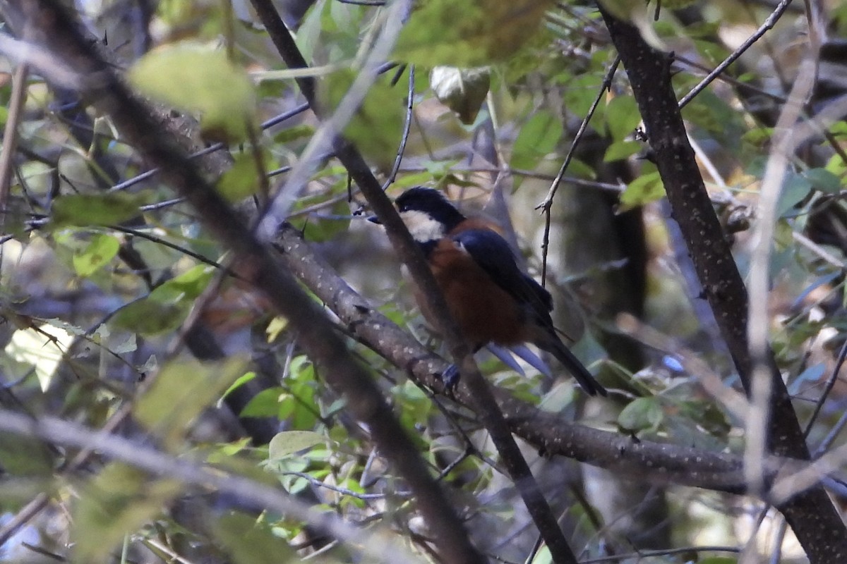 Buntmeise - ML646052055