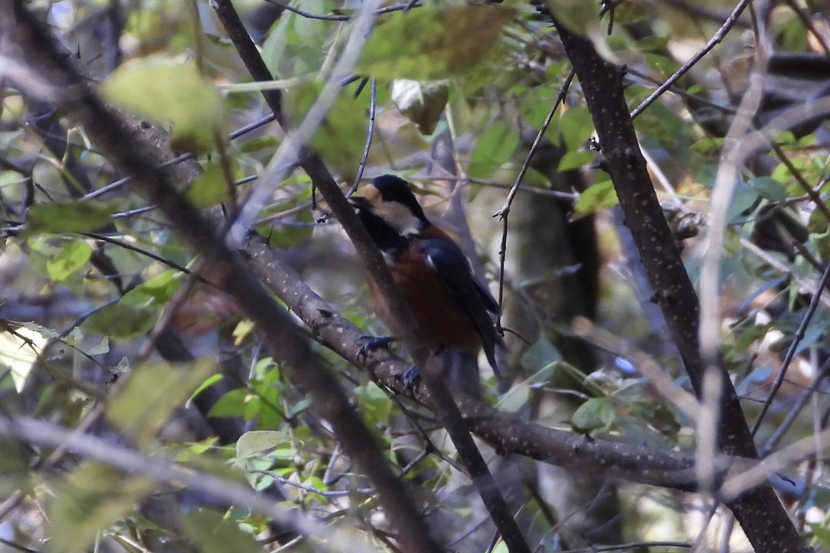 Buntmeise - ML646052056