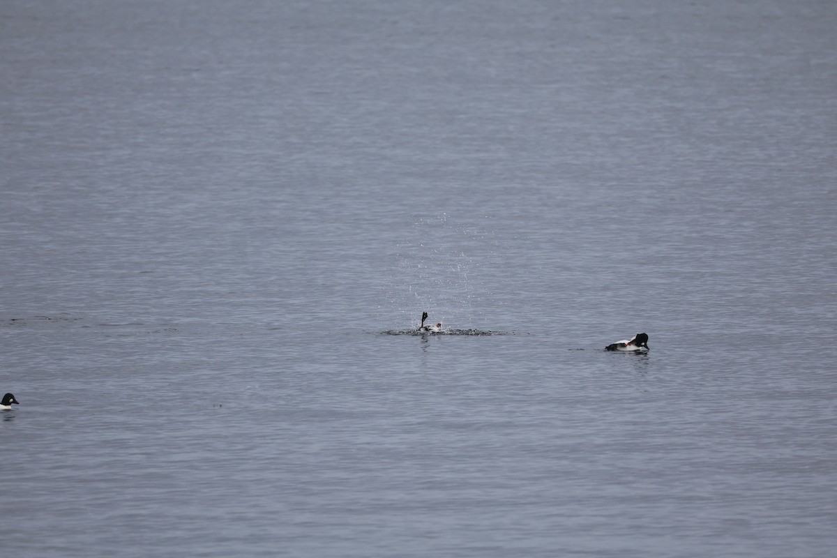 Common Goldeneye - ML646052057