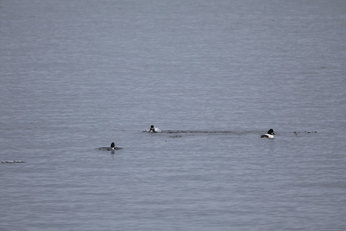 Common Goldeneye - ML646052058