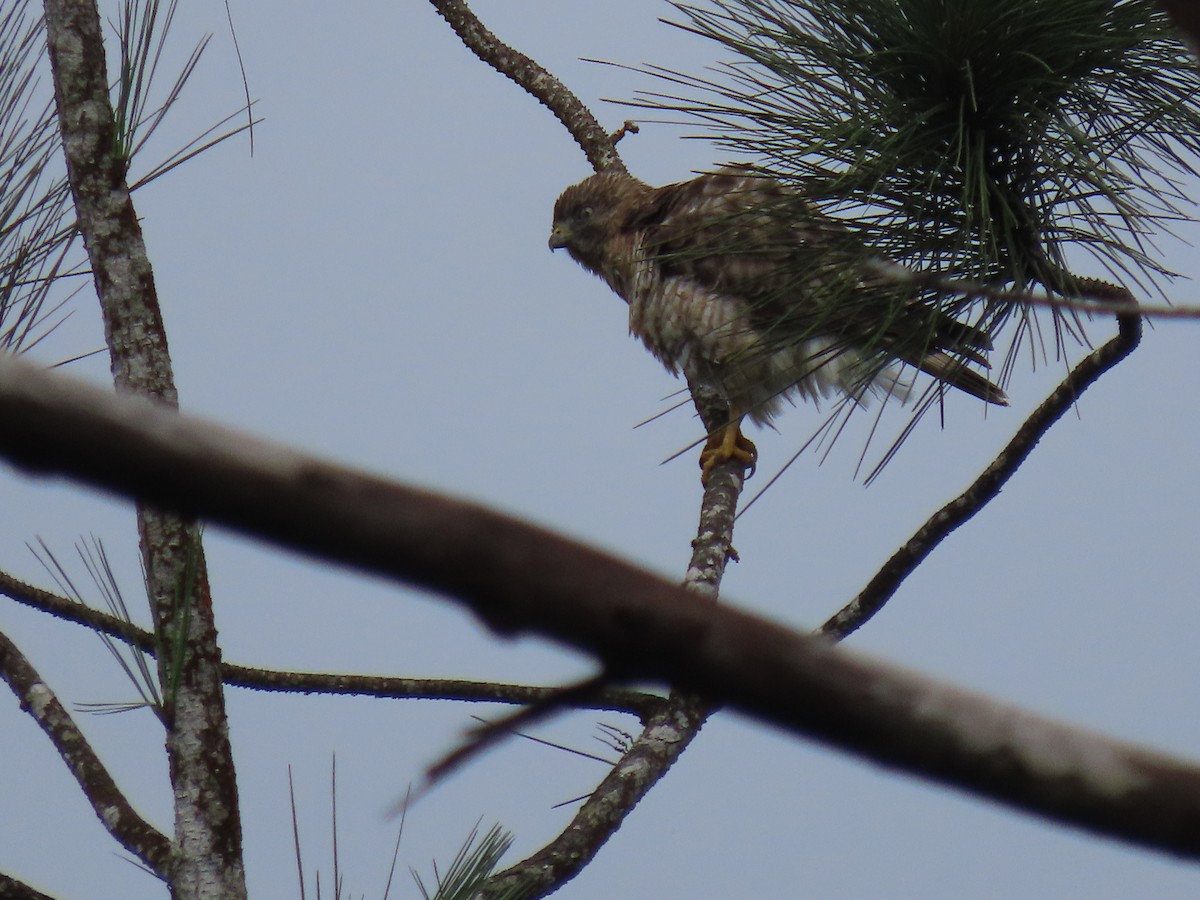 Broad-winged Hawk - ML646052060