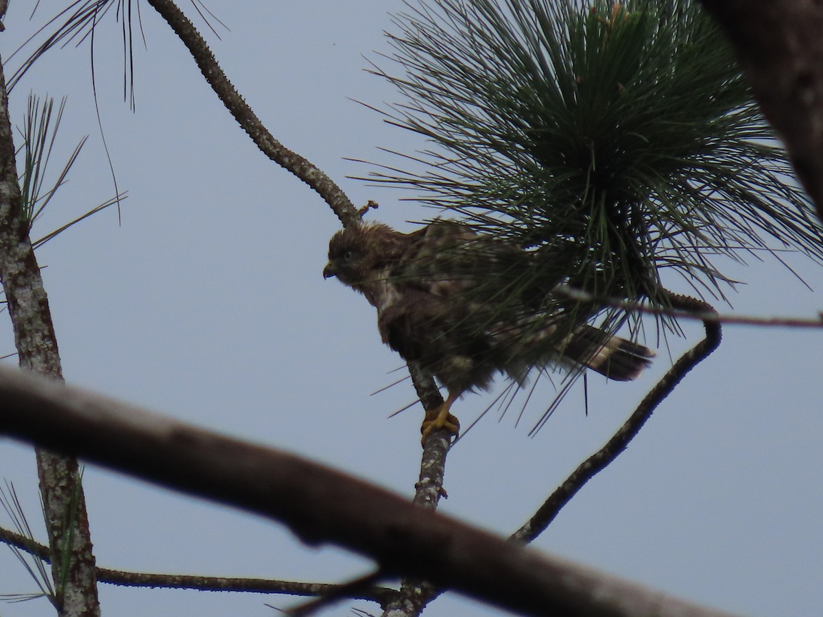 Broad-winged Hawk - ML646052061