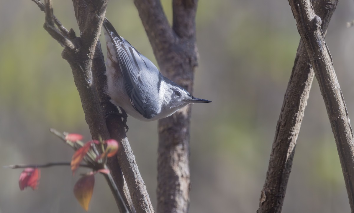 brhlík běloprsý - ML646052062