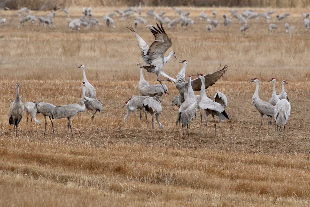 jeřáb kanadský - ML646052068