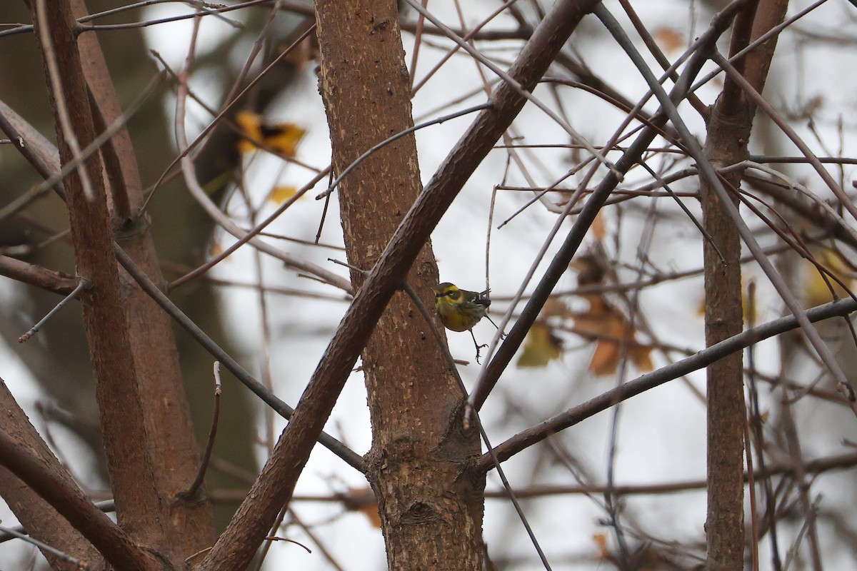 Townsend's Warbler - ML646052069