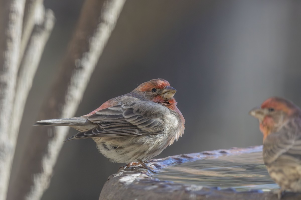 hýl rudoprsý - ML646052071