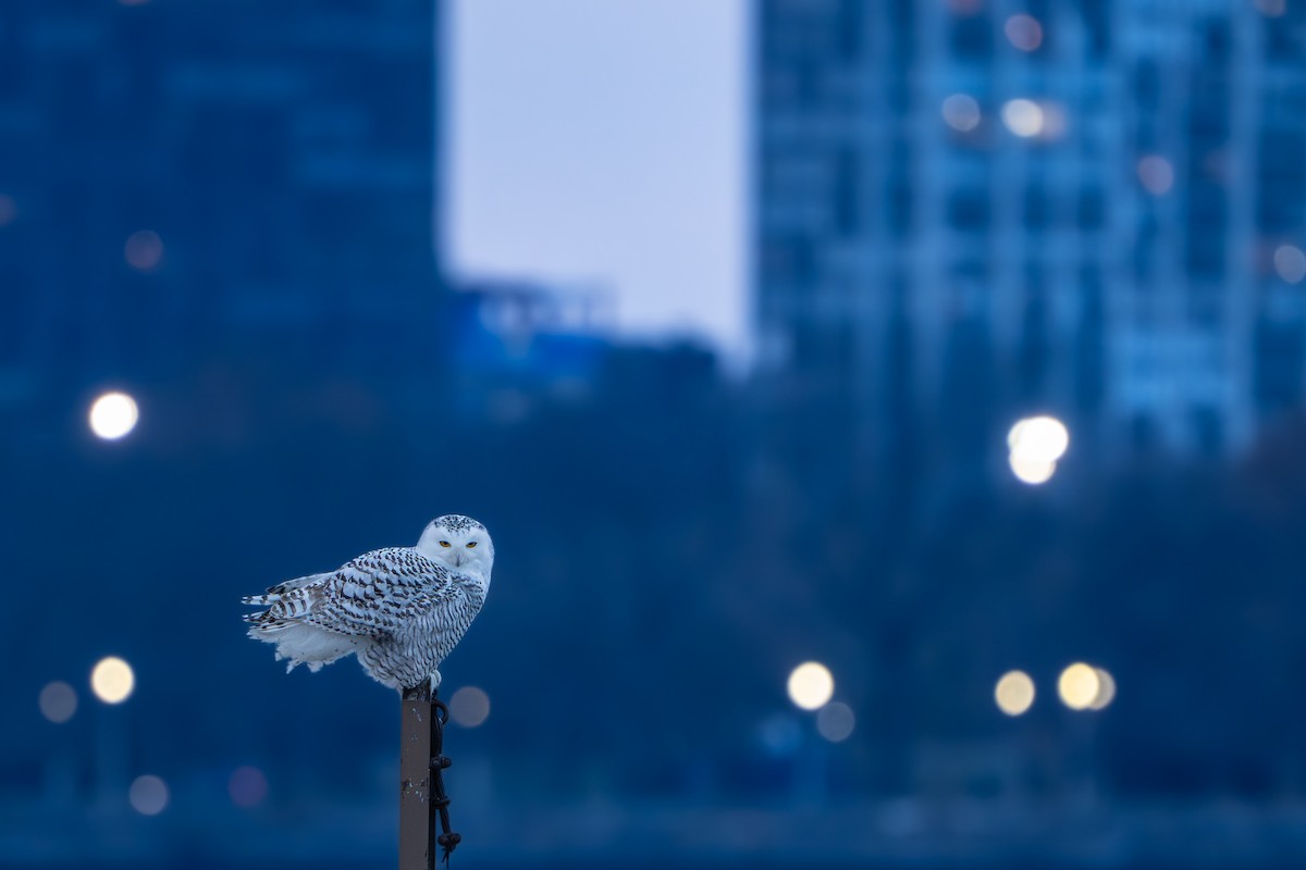 לילית שלג - ML646052072