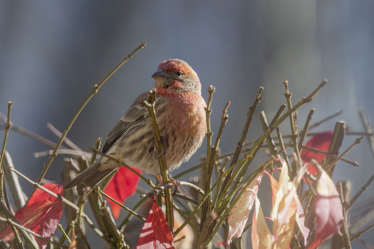 hýl rudoprsý - ML646052073