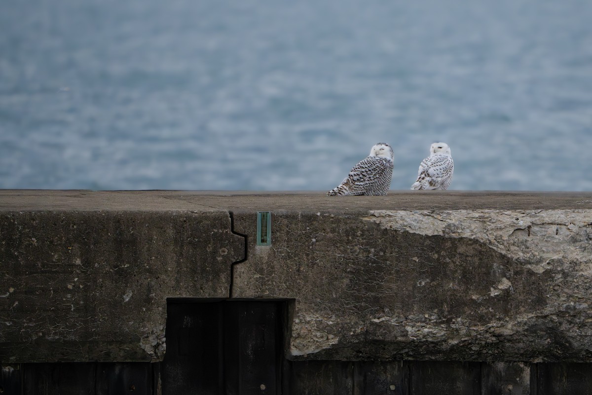 לילית שלג - ML646052074