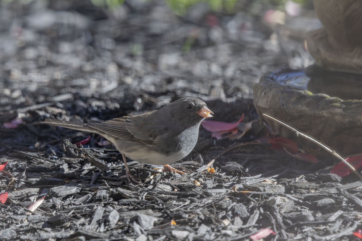 strnadec zimní - ML646052078