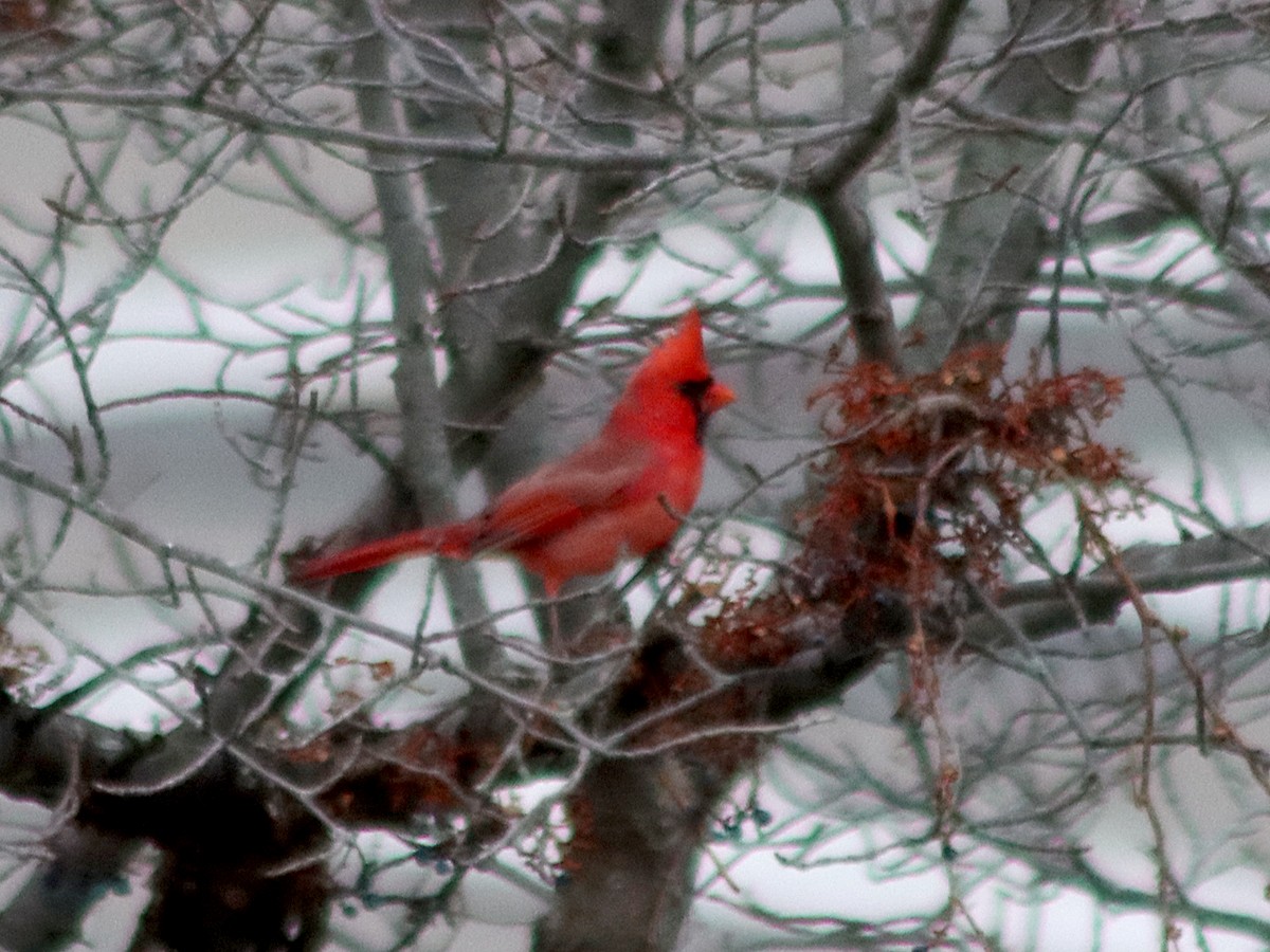 Northern Cardinal - ML646052079