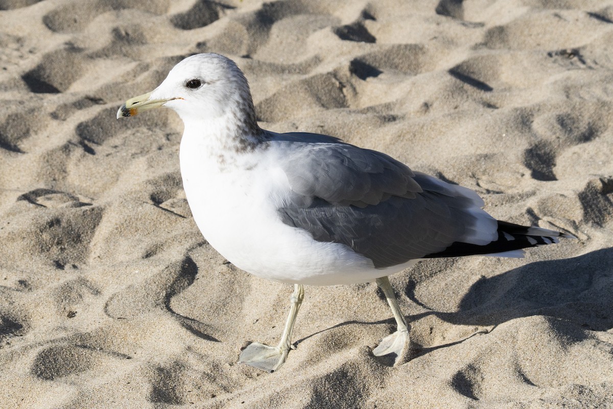 California Gull - ML646052085