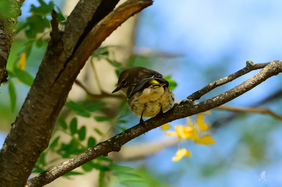 Yellow-rumped Warbler - ML646052086