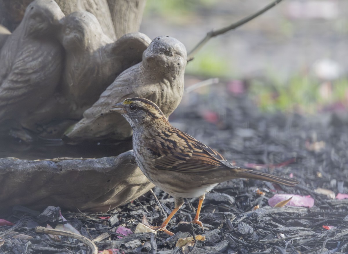 strnadec bělohrdlý - ML646052087