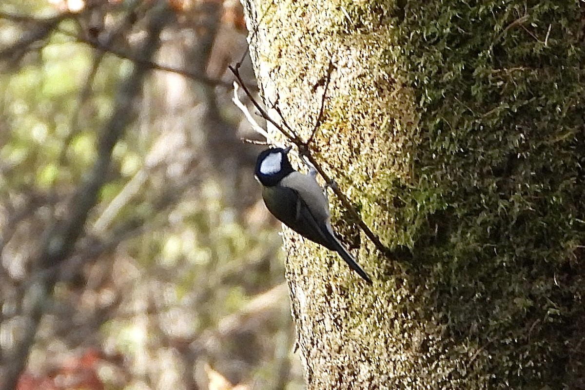 Graukohlmeise [minor-Gruppe] - ML646052088