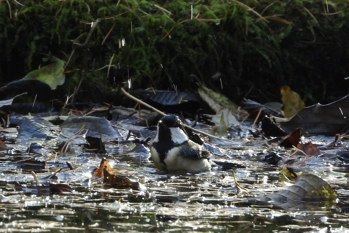 Graukohlmeise [minor-Gruppe] - ML646052089