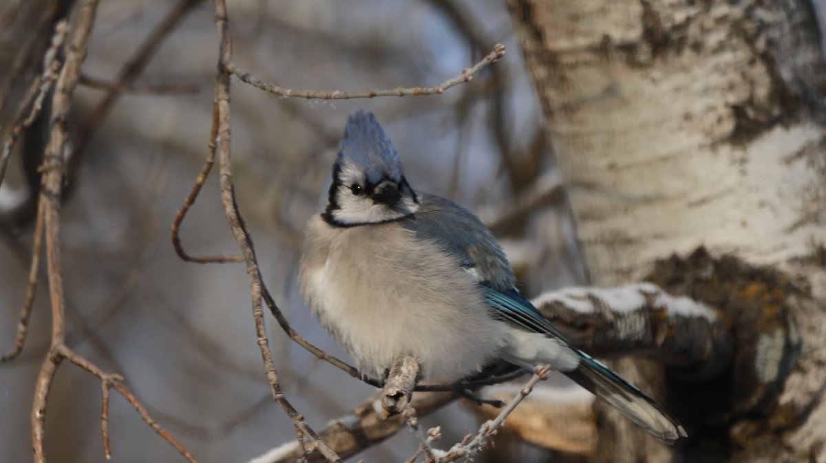 Blue Jay - ML646052090