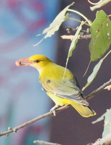 Loriot indien - ML646052091