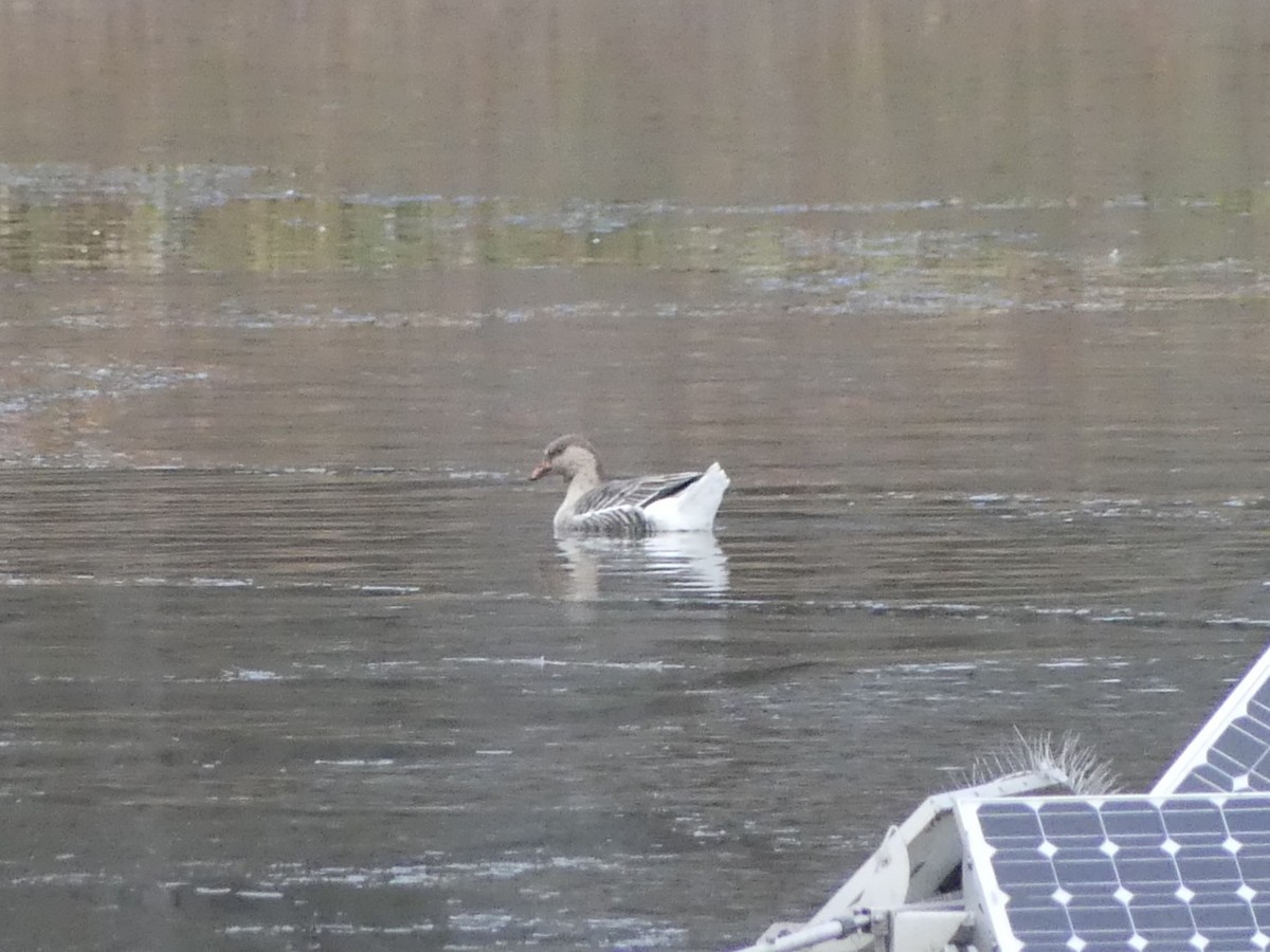 Domestic goose sp. (Domestic type) - ML646052092