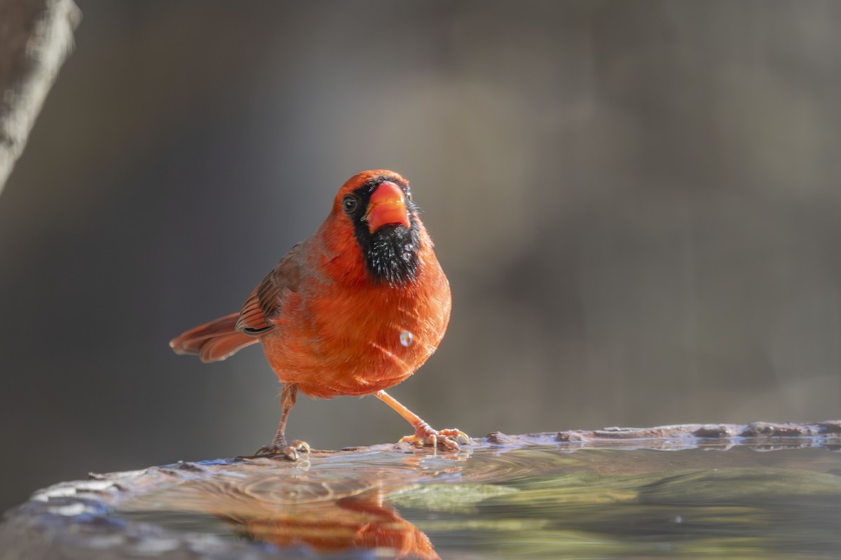 kardinál červený - ML646052093