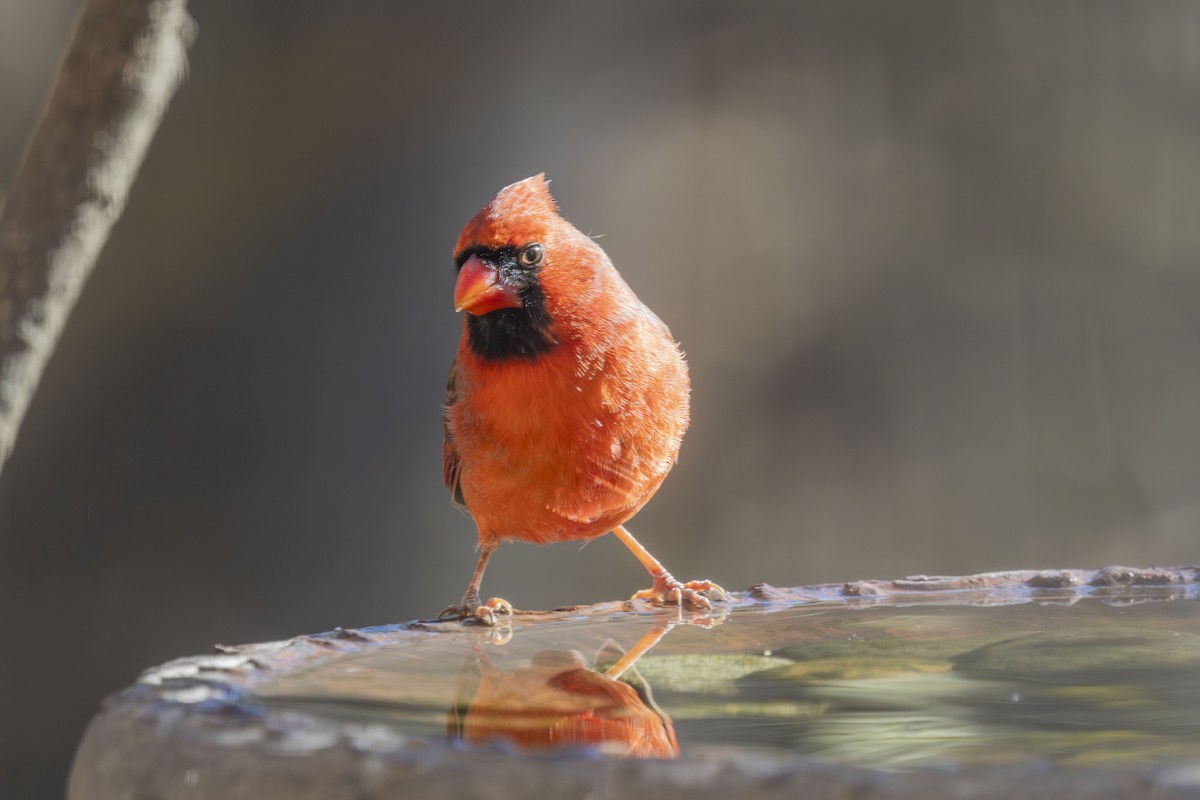 kardinál červený - ML646052094