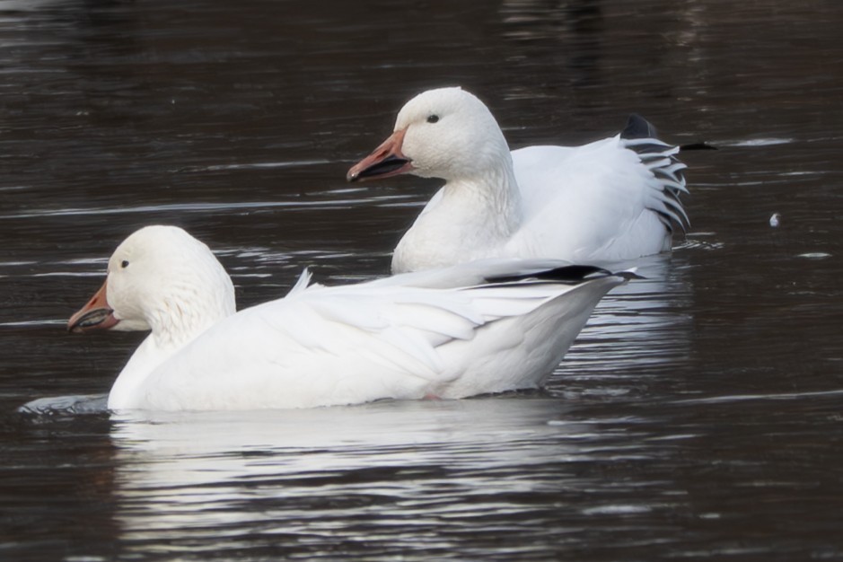 Snow Goose - ML646052096