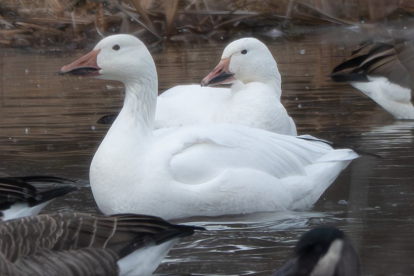 Snow Goose - ML646052098