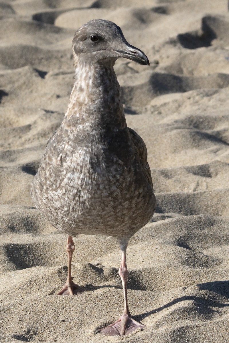 Western Gull - ML646052100