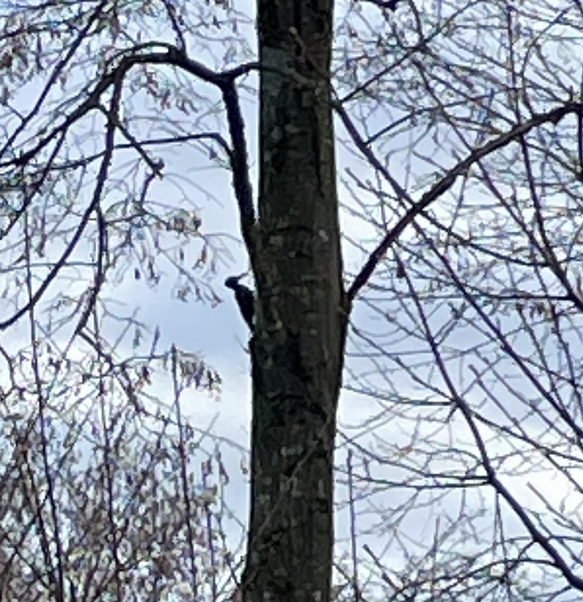 Picchio nero - ML646052101