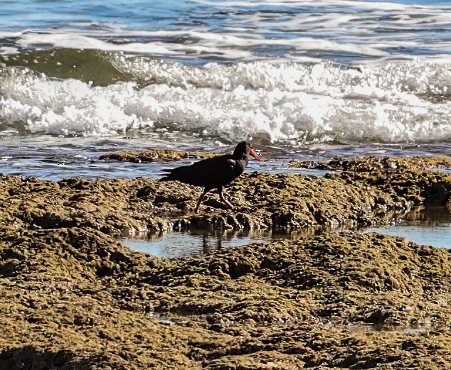 Sooty Oystercatcher - ML646052102