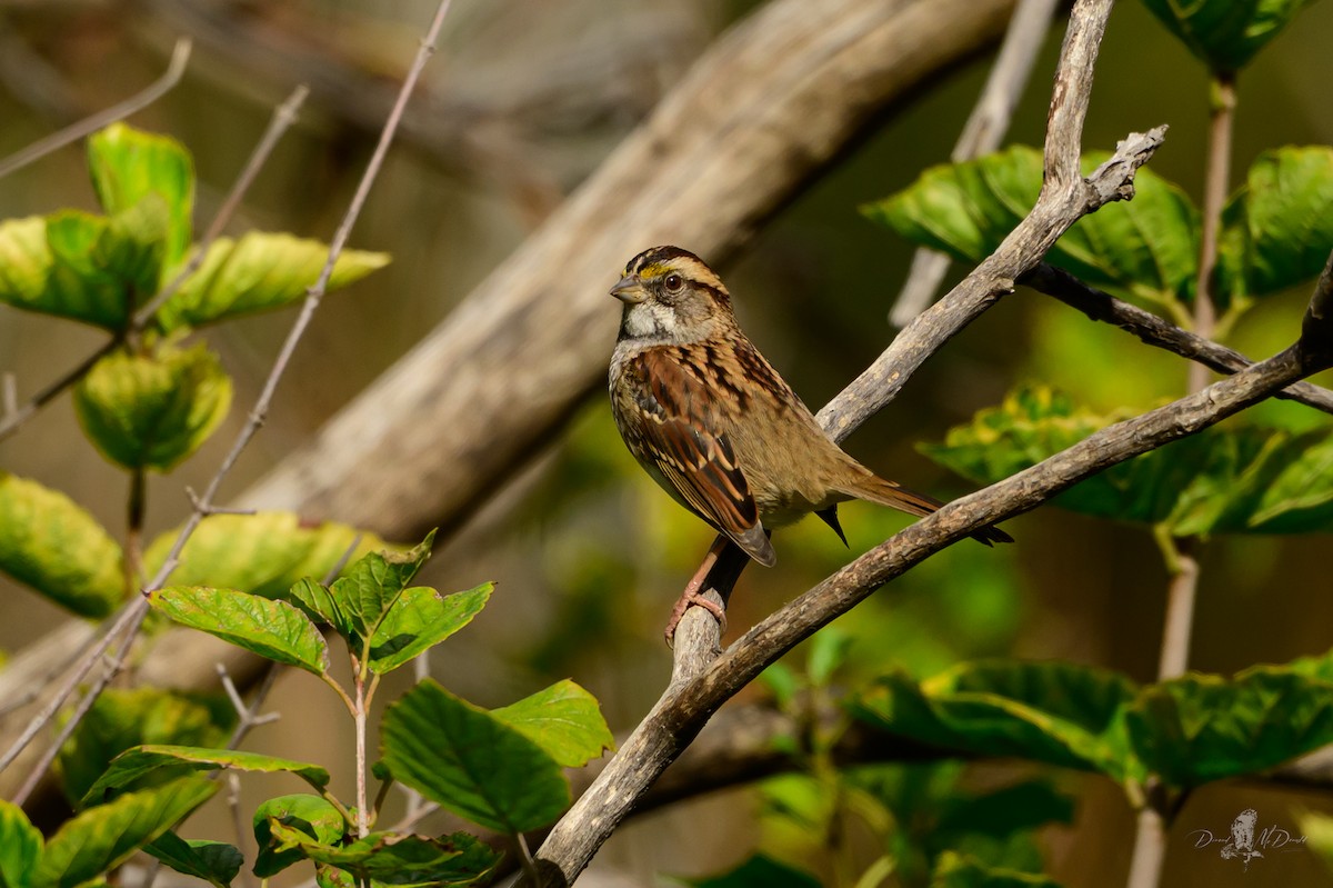 White-throated Sparrow - ML646052103