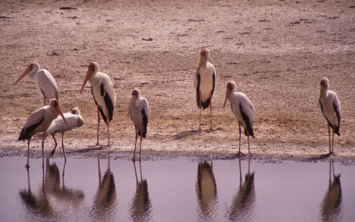 Yellow-billed Stork - ML646052104