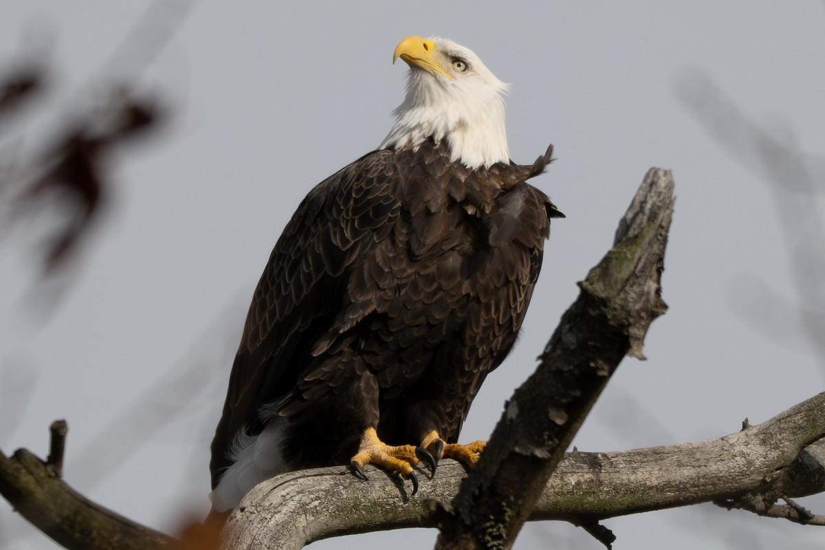 Bald Eagle - ML646052105