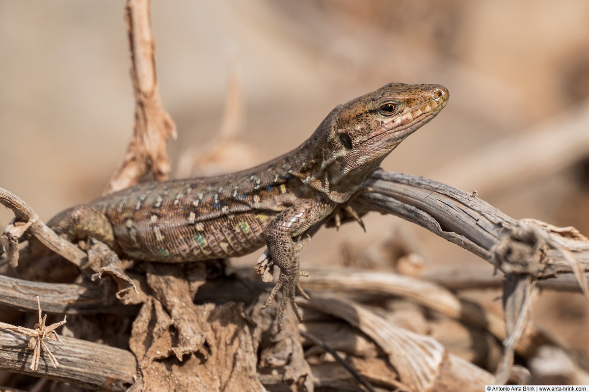Tenerife Lizard - ML646052106