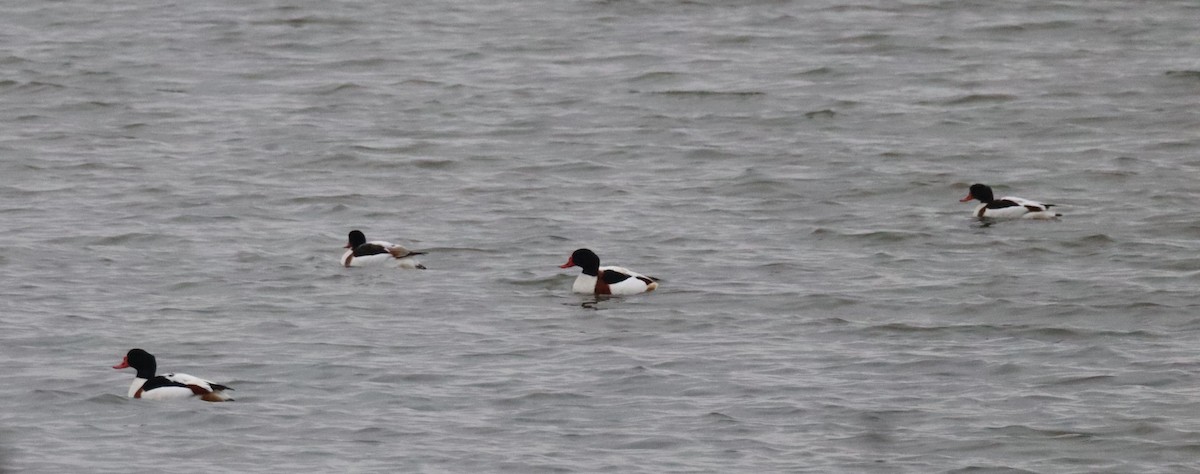 Volpoca - ML646052108