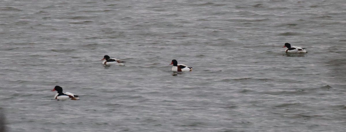 Volpoca - ML646052109