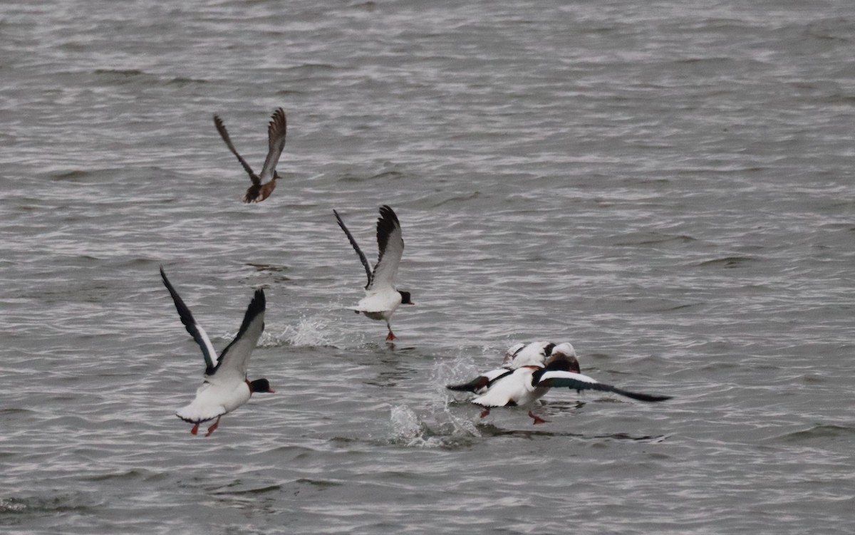 Volpoca - ML646052110