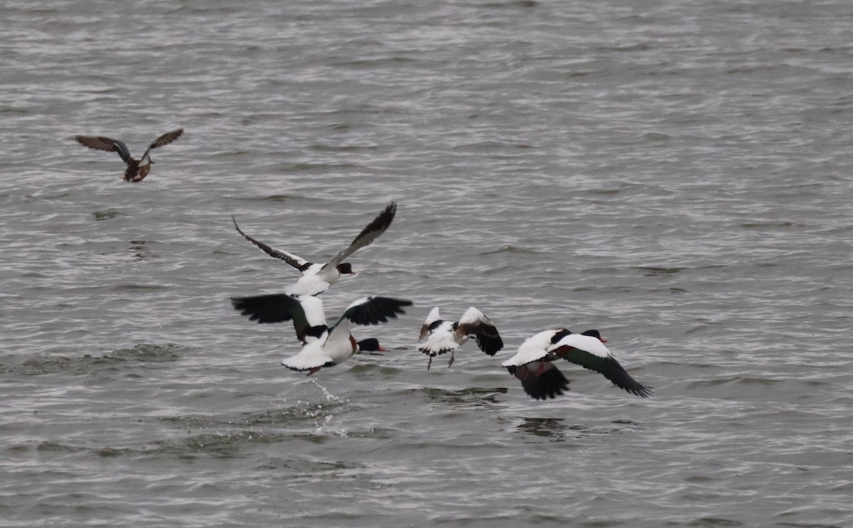 Volpoca - ML646052111