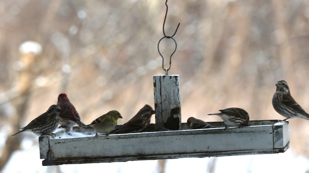 Purple Finch - ML646052112