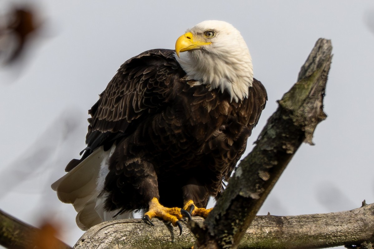 Bald Eagle - ML646052114