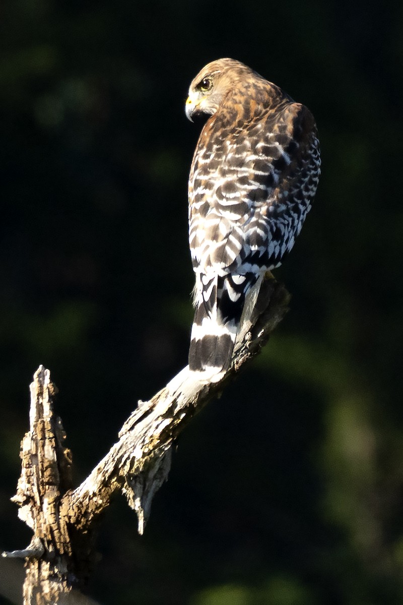 Red-shouldered Hawk - ML646052115