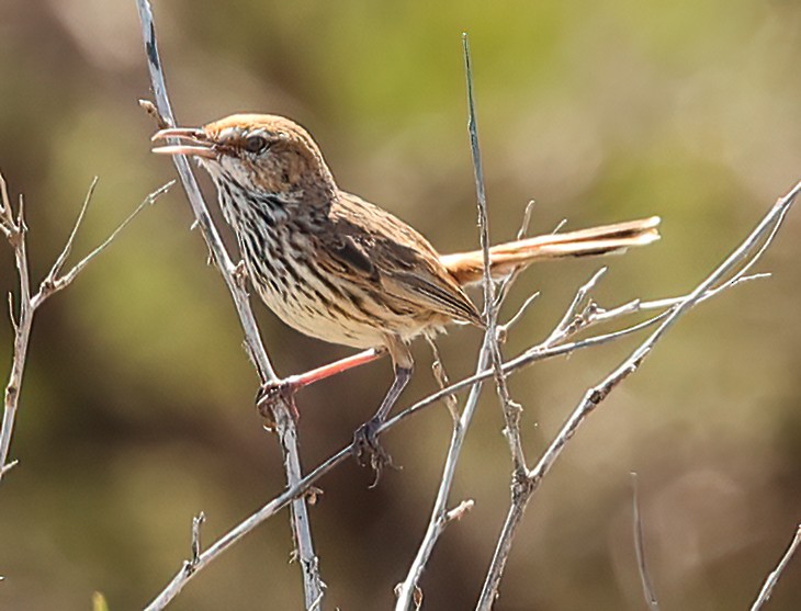 Rufous Fieldwren - ML646052120