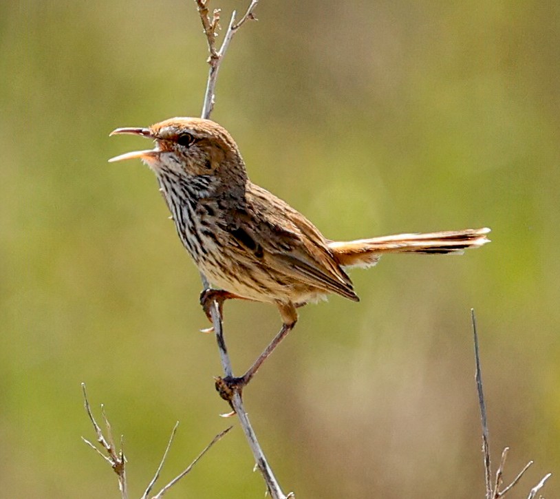 Rufous Fieldwren - ML646052121