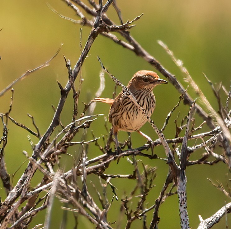 Rufous Fieldwren - ML646052122