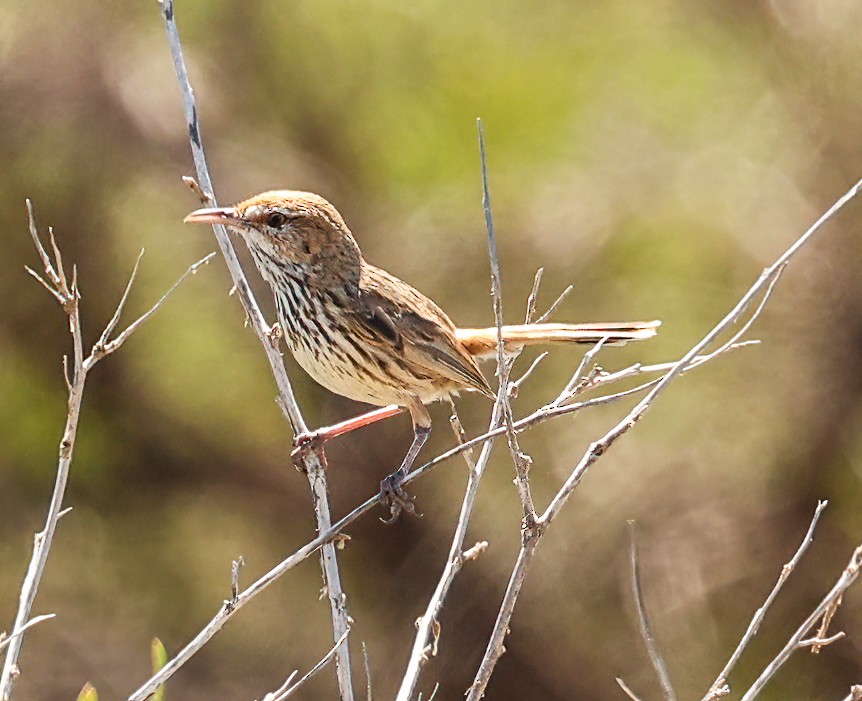 Rufous Fieldwren - ML646052123