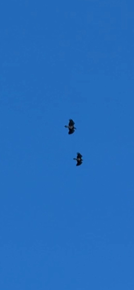 Bald Eagle - ML646052125