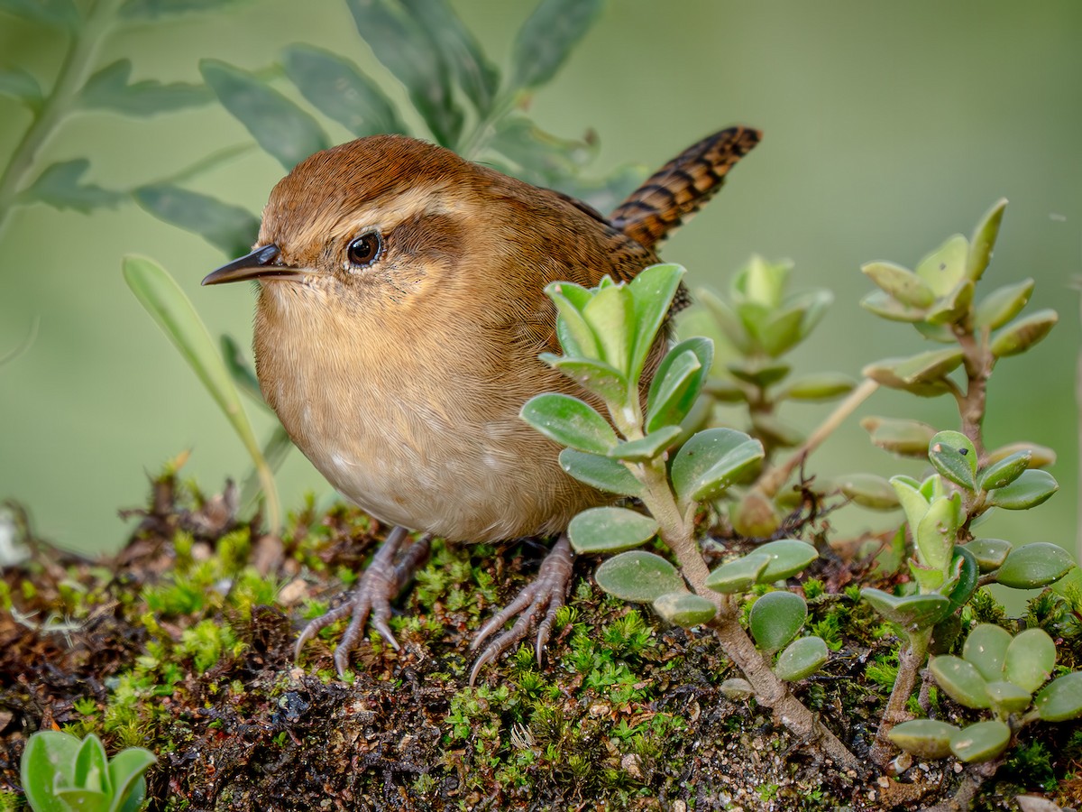 Mountain Wren - ML646052126