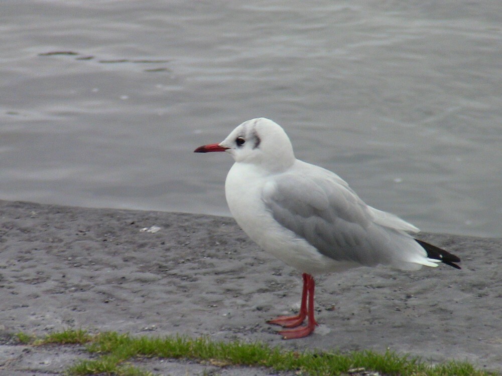 Gabbiano comune - ML646052127