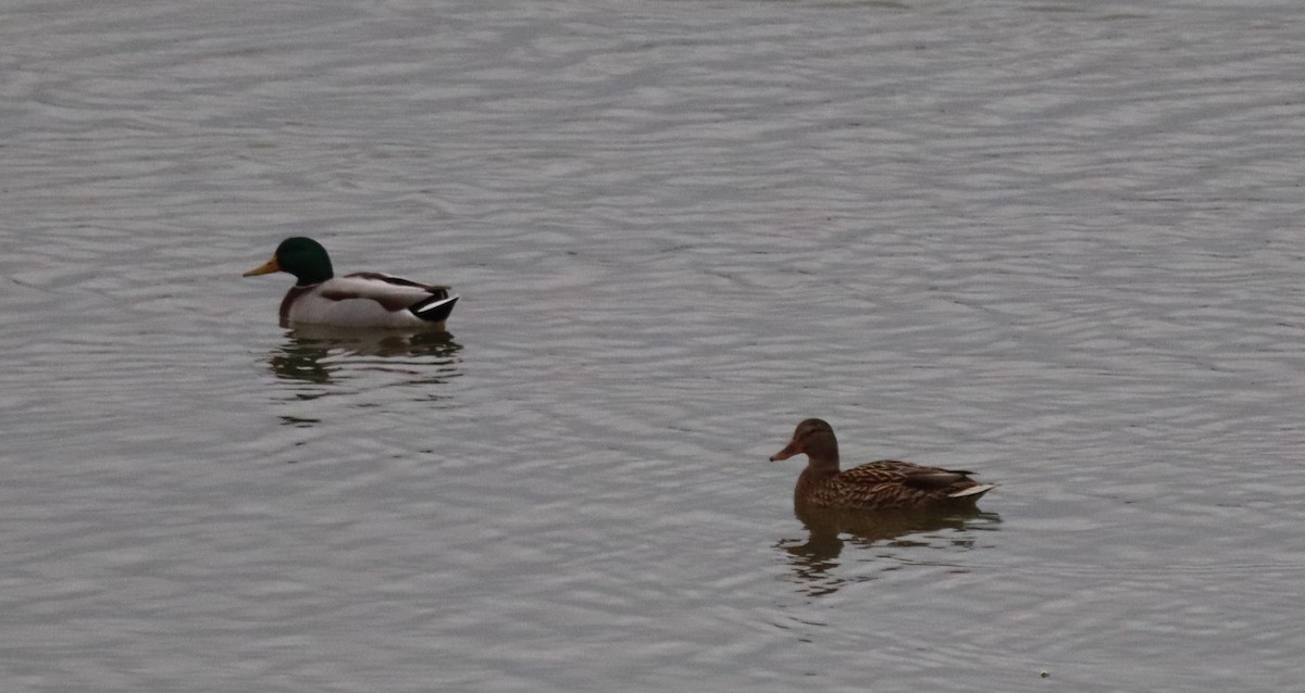 Germano reale - ML646052128