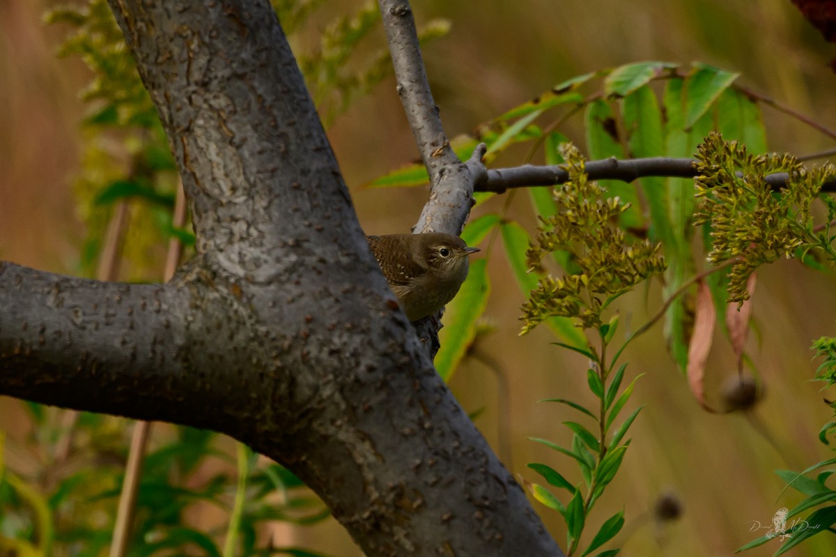 Northern House Wren - ML646052129